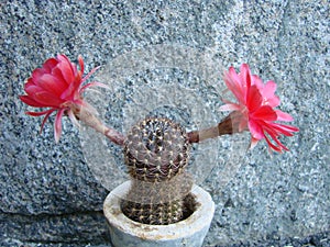 Large red bloom on hedgehog cactus in a pot at home. Two flowers at the same time, blooming thorny plant