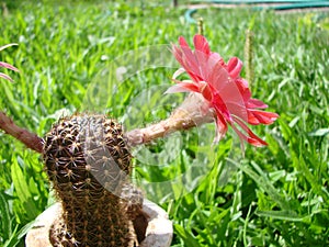 Large red bloom on hedgehog cactus in a pot at home. Two flowers at the same time, blooming thorny plant