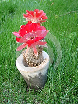 Large red bloom on hedgehog cactus in a pot at home. Two flowers at the same time, blooming thorny plant