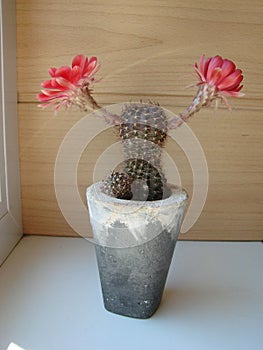 Large red bloom on hedgehog cactus in a pot at home. Two flowers at the same time, blooming thorny plant