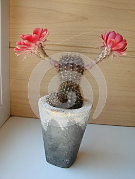 Large red bloom on hedgehog cactus in a pot at home. Two flowers at the same time, blooming thorny plant