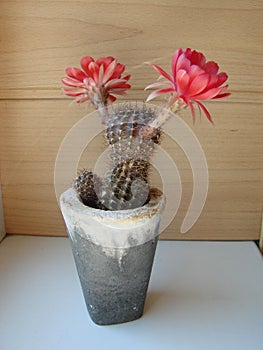 Large red bloom on hedgehog cactus in a pot at home. Two flowers at the same time, blooming thorny plant