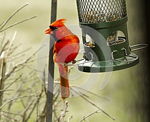 Large Red Cardinal Perched at Bird-Feeder