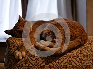 A large red cat sleeps on the back of a sofa with a geometric pattern on the background of a window in a dark room.