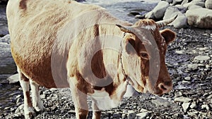 A large red cow with a bell on its neck near the river in the mountains.