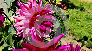 Large red dahlia flowers grow in the garden