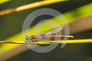 Large red damselfly