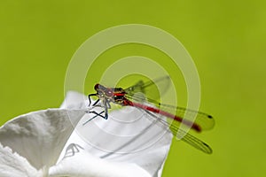 Large Red Damselfly close-up