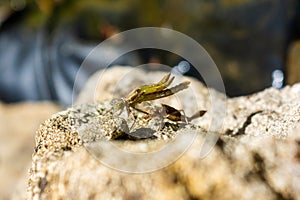 Large red Damselfly emerging from nymph series