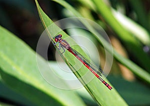 Large Red Damselfly, Pyrrhosoma nymphula