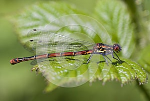 Large Red Damselfly (Pyrrhosoma nymphula)