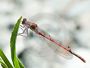 Large Red damselfly (Pyrrhosoma nymphula)