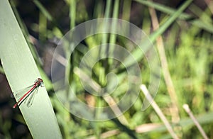 Large Red Damselfly, Pyrrhosoma nymphula