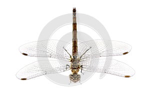 Large red damselfly viewed from up high, Pyrrhosoma nymphula