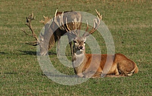 A large Red Deer Cervus elaphus resting in a meadow during rutting season poking out its tongue.