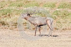 Large red deer during mating season