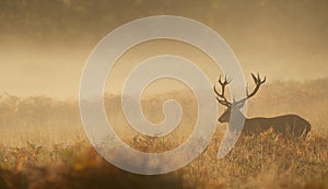 Large red deer stag silhouette