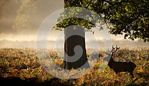 Large red deer stag silhouette