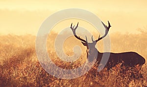 Large red deer stag silhouette