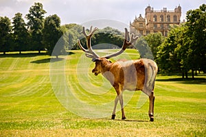 Large Red Deer Stag At Wollaton Hall