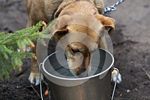 A large red dog on a chain, thirsty, drinks water from a bucket on the street