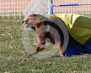 Large red dog coming out of the chute during agility