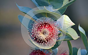 Large red Eucalyptus macrocarpa flower and unopened bud