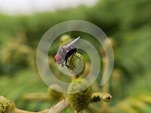 a large red-eyed fly on the top of a flower