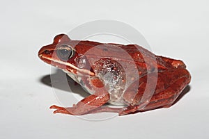 Large, red female wood frog on white background