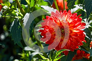 Large red flower of a dahlia