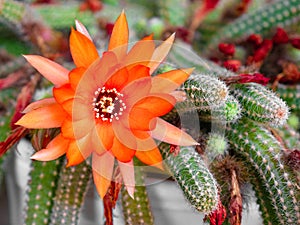 a large red flower with many petals surrounded by the elongated