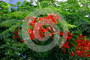 Large red flowers blooming flamboyan tree.