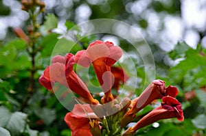 Large, red flowers grow among green leaves