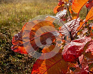 Large red foliage of the bush is covered with dew drops on a sunny day