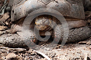 Large Red Footed Tortoise Close-Up