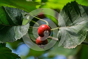 Large red fruits Hawthorn Crataegus submollis. Selective close-up focus of ripe red berries of hawthorn on green leaves