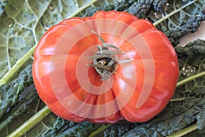 Large red heirloom tomato on a background of Italian Lacinato Nero di Toscana heirloom dinosaur kale