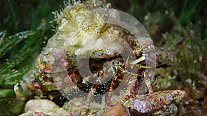 A large red jeweled anemone hermit crab sitting.