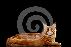 Large Red Maine Coon Cat Lying Isolated on Black Background
