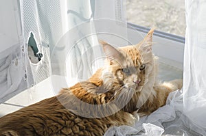 Large red marble Maine coon cat lies near torn curtains and looks guiltily