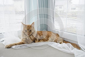 Large red marble Maine coon cat lies on a white curtains against a window