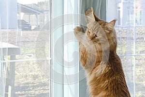 Large red marble Maine coon cat stands on his hind legs by the window