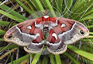 Large red moth in yucca bush