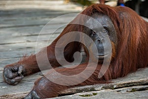 A large red orangutan lying on a wooden platform and thinks (Indonesia)