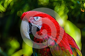 A large red parrot Winged Macaws with a white beak and green feathers