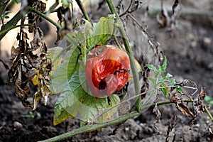 Large red partially dried and shriveled tomato left on plant in local urban garden after picking surrounded with green and dry