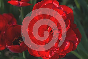 A large red peony tulip Tulipa adorns the flower bed in the garden. Many petals in one flower. Close-up