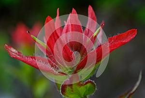 Large red petals of indian paintbrush