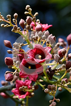 Large red pink bell shaped flowers of the Australian native Clarabelle Kurrajong Brachychiton vinicolor, family Malvaceae photo