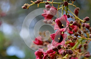 Large red pink bell shaped flowers of the Australian native Clarabelle Kurrajong Brachychiton vinicolor, family Malvaceae photo